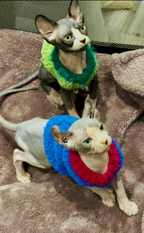 Availalble Now Purebred Sphynx Kittens photo 1
