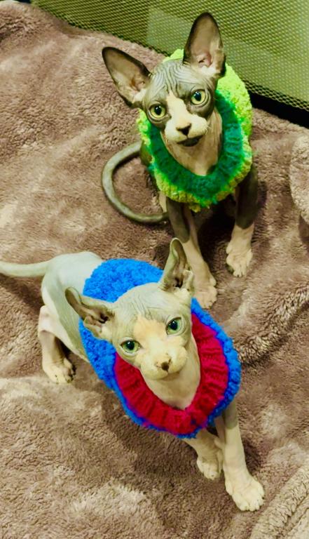 Availalble Now Purebred Sphynx Kittens photo 2