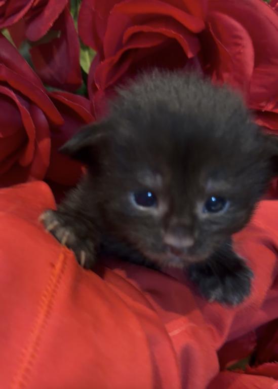 Maine Coon Kitten European Champion Bloodlinr photo 2
