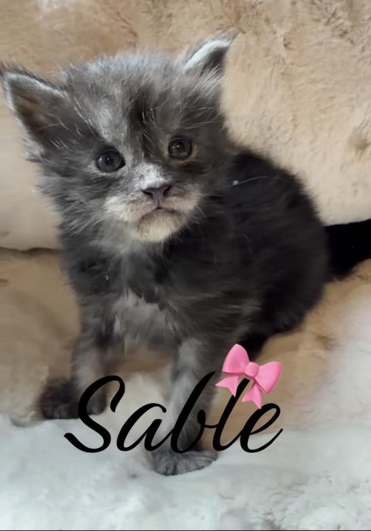 Maine Coon Kitten European Champion Bloodlinr photo 9