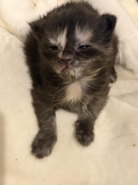Maine Coon Kitten European Champion Bloodlinr photo 1