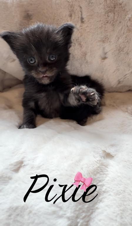 Maine Coon Kitten European Champion Bloodlinr photo 6