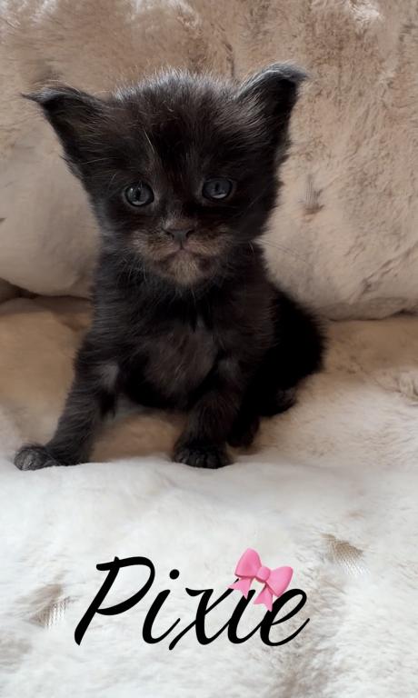 Maine Coon Kitten European Champion Bloodlinr photo 10