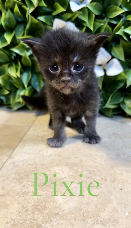 Maine Coon Kitten European Champion Bloodlinr photo 7