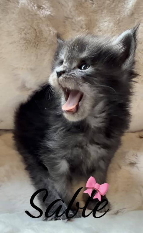 Maine Coon Kitten European Champion Bloodlinr photo 11