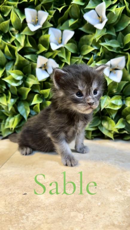 Maine Coon Kitten European Champion Bloodlinr photo 8
