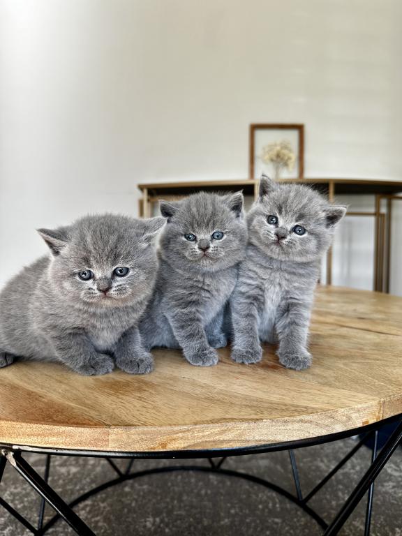 BSH Kittens Fall 26 photo 1