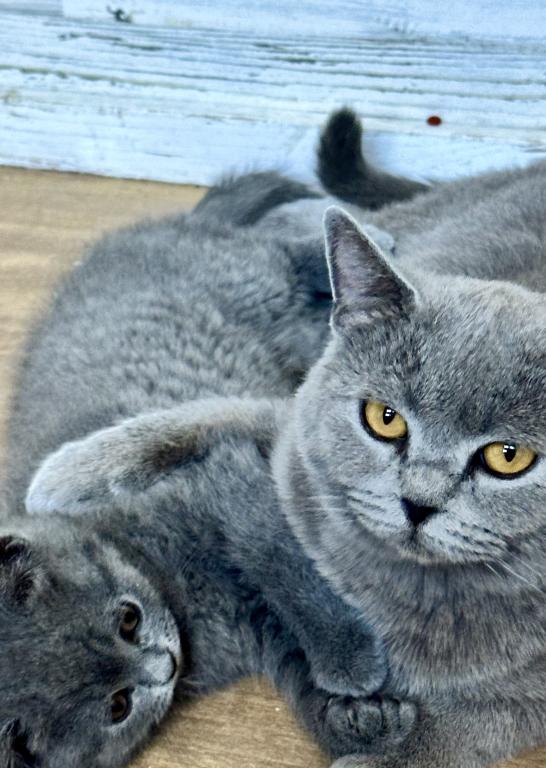 BSH Kittens Fall 26 photo 2