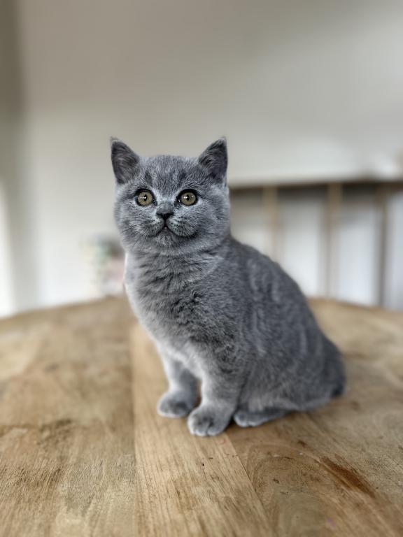 BSH Kittens Fall 26 photo 4