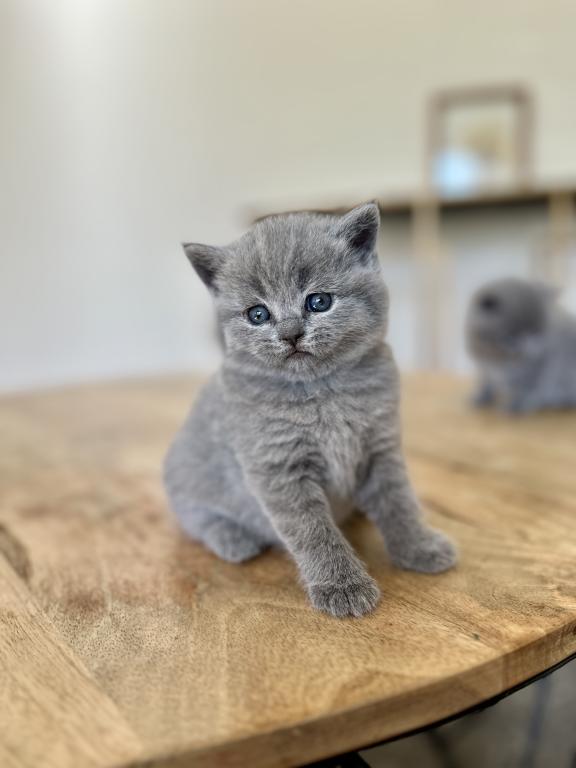 BSH Kittens Fall 26 photo 3