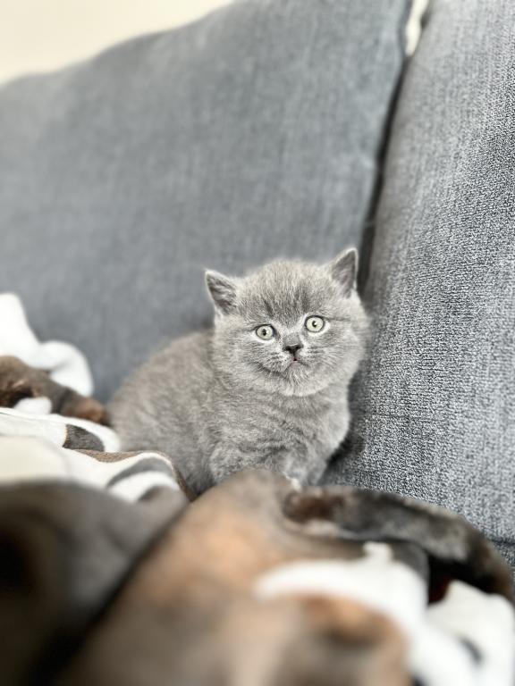 BSH Kittens Fall 26 photo 6