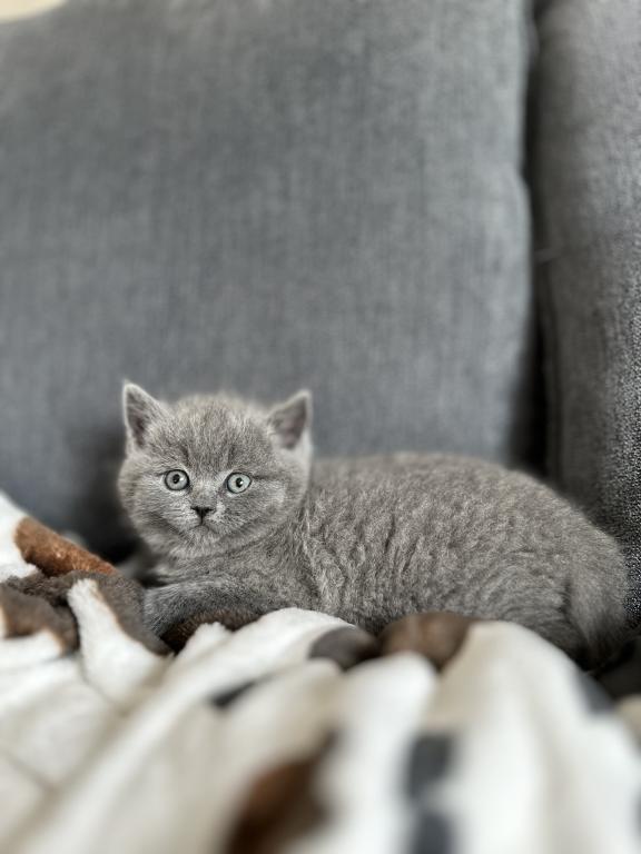 BSH Kittens Fall 26 photo 7