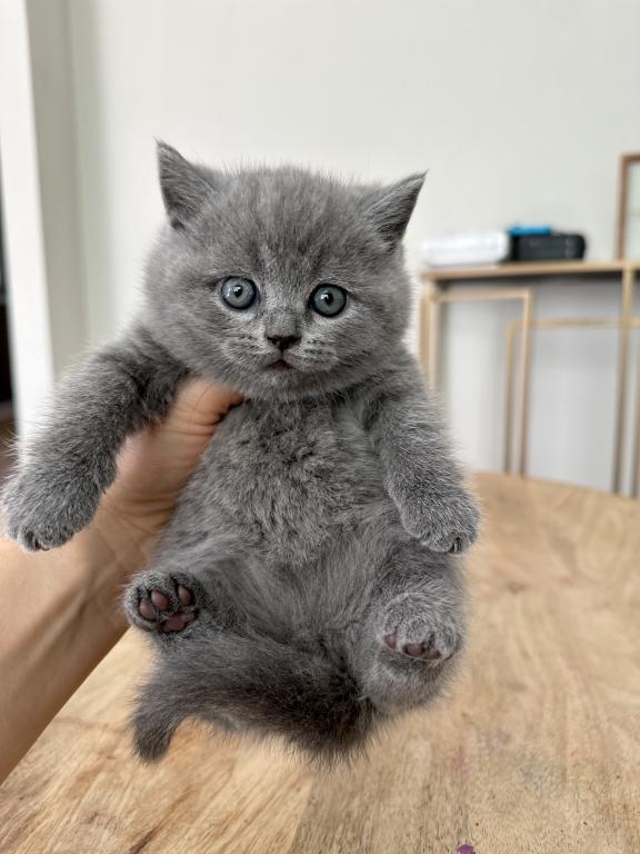 BSH Kittens Fall 26 WAITING LIST ONLY photo 5