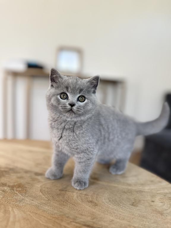 BSH Kittens Fall 26 WAITING LIST ONLY photo 6