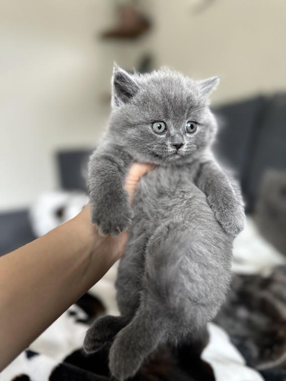 BSH Kittens Fall 26 WAITING LIST ONLY photo 5
