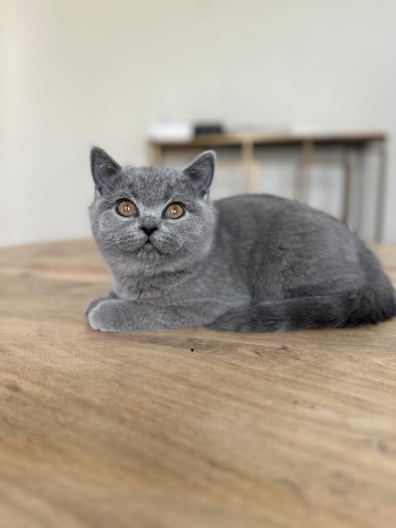 BSH Kittens Fall 26 WAITING LIST ONLY photo 7