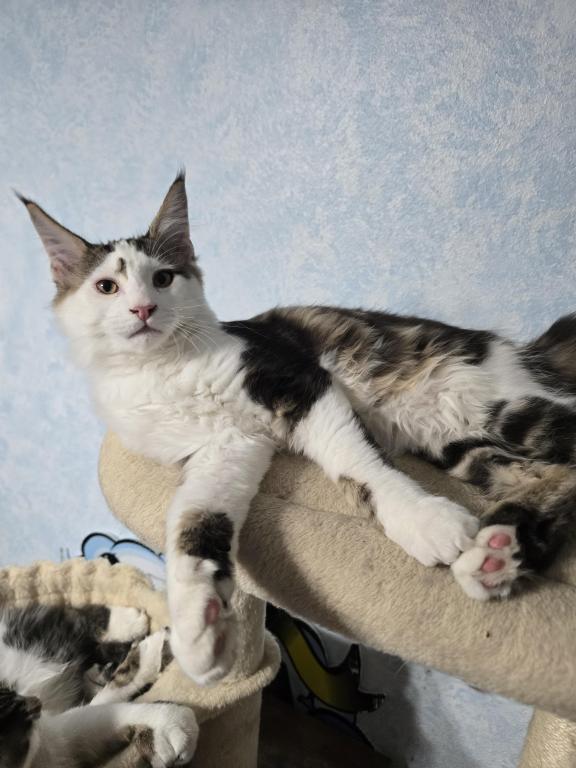 Spotty photo 5