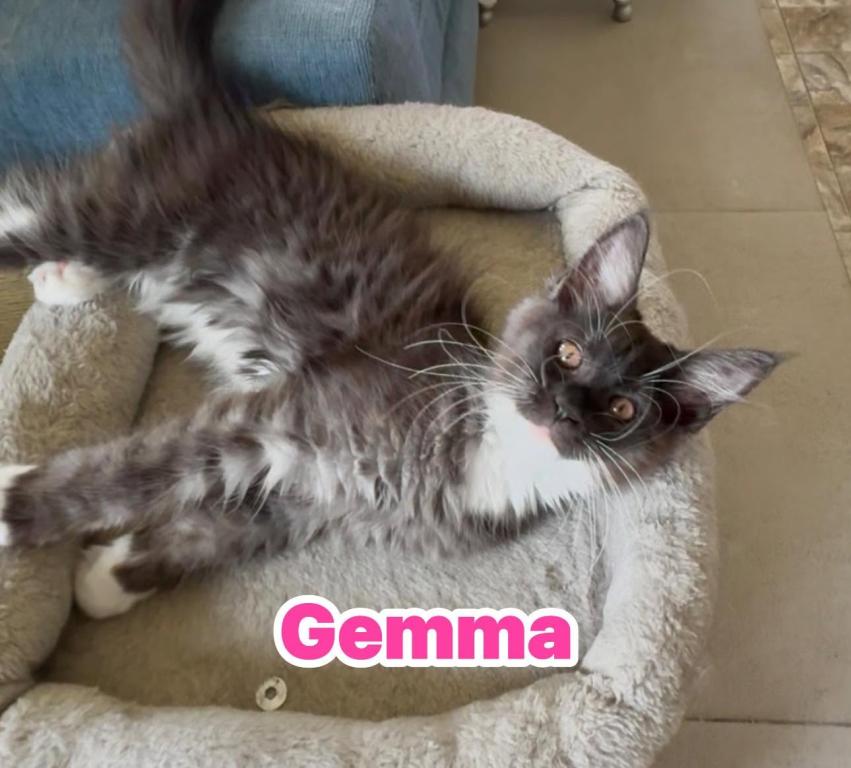 Gemma photo 1