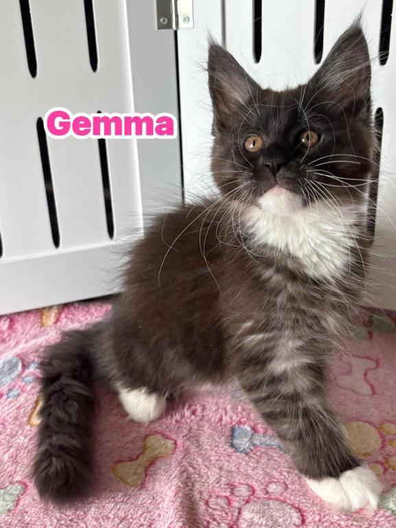 Gemma photo 3