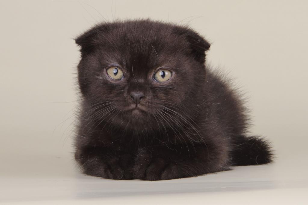 Boy Scottish Fold Male photo 3