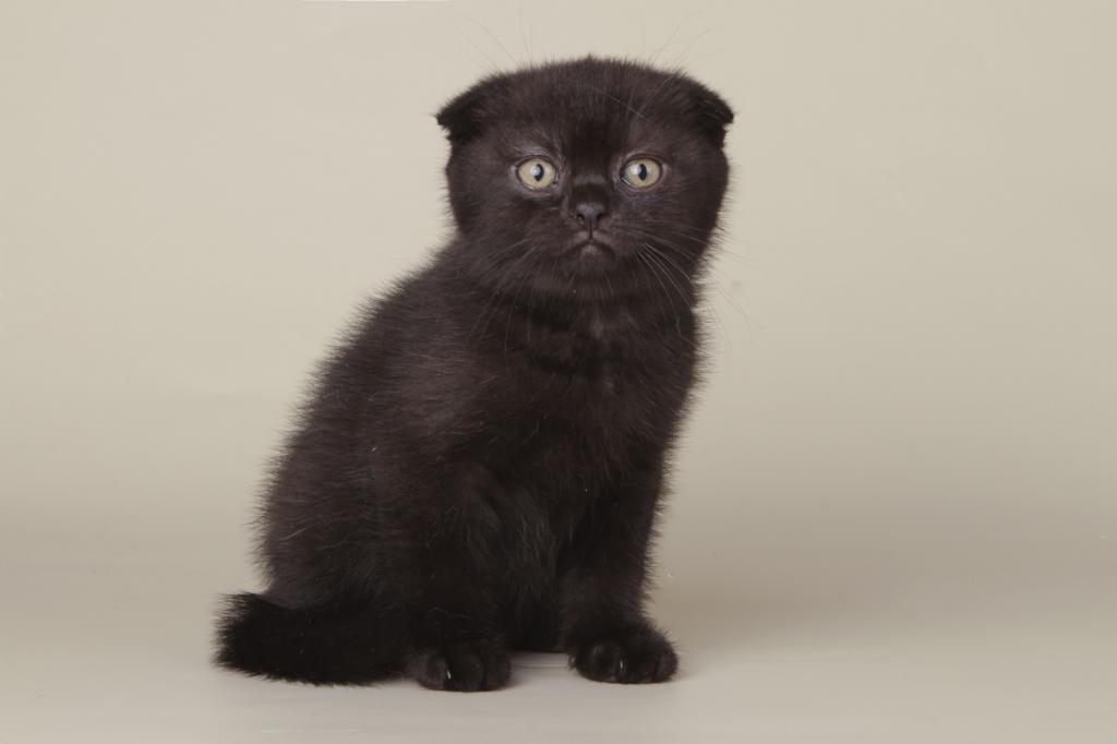 Boy Scottish Fold Male photo 4