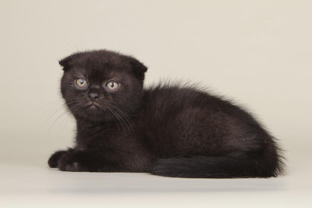 Boy Scottish Fold Male photo 1