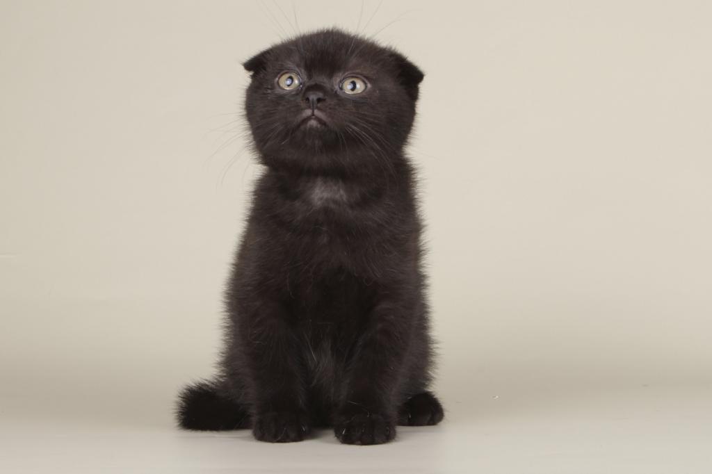 Boy Scottish Fold Male photo 2