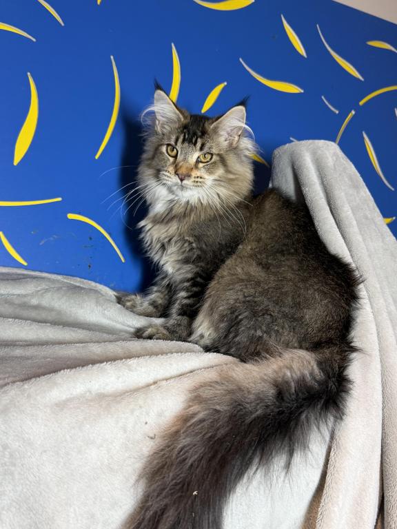 Adoption Cimba  The Polydactyl photo 2