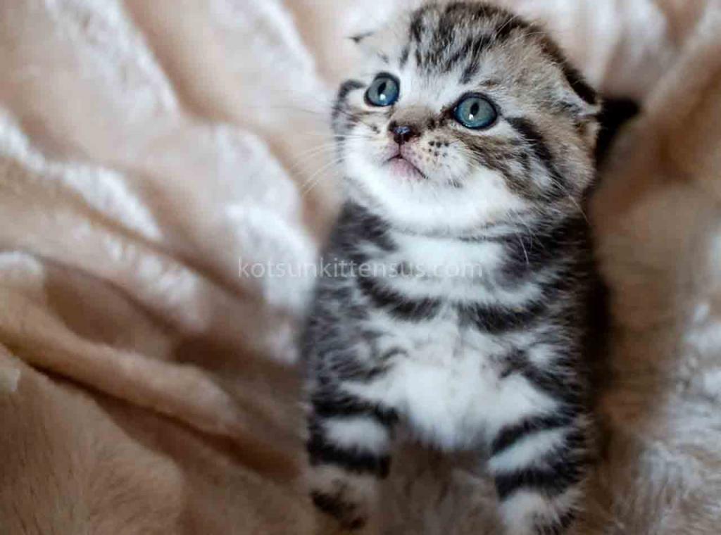 Oscar Butterfly Tabby Scottish Fold Baby Boy photo 8