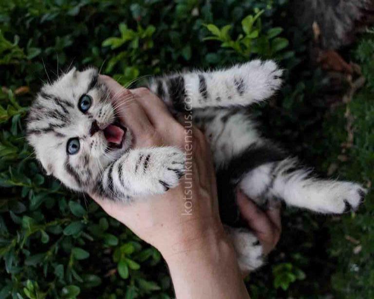 Oscar Butterfly Tabby Scottish Fold Baby Boy photo 1