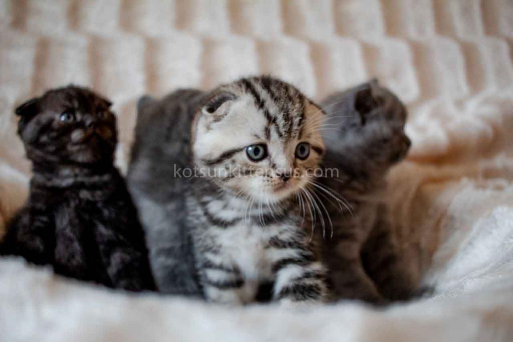 Oscar Butterfly Tabby Scottish Fold Baby Boy photo 3
