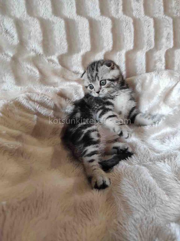 Oscar Butterfly Tabby Scottish Fold Baby Boy photo 2