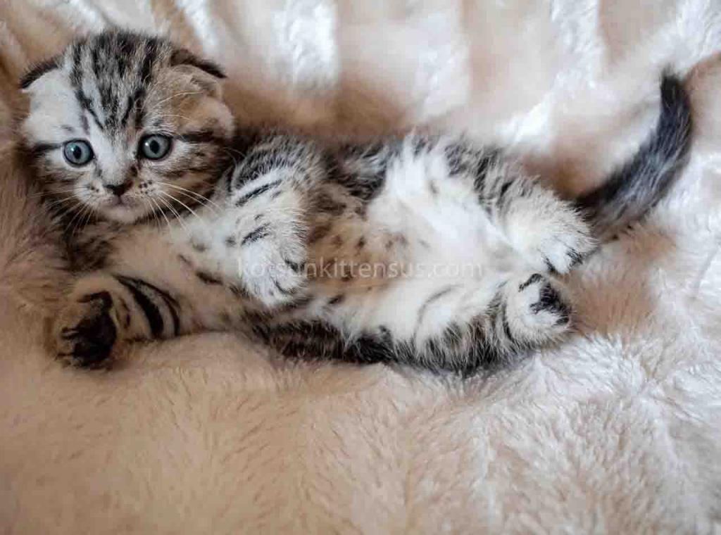 Oscar Butterfly Tabby Scottish Fold Baby Boy photo 5