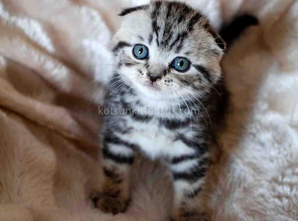 Oscar Butterfly Tabby Scottish Fold Baby Boy photo 6