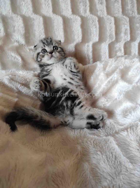 Oscar Butterfly Tabby Scottish Fold Baby Boy photo 4