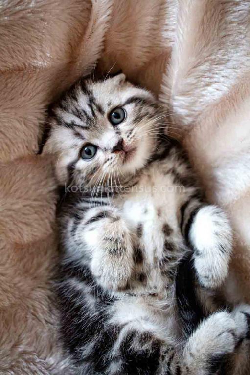 Oscar Butterfly Tabby Scottish Fold Baby Boy photo 7