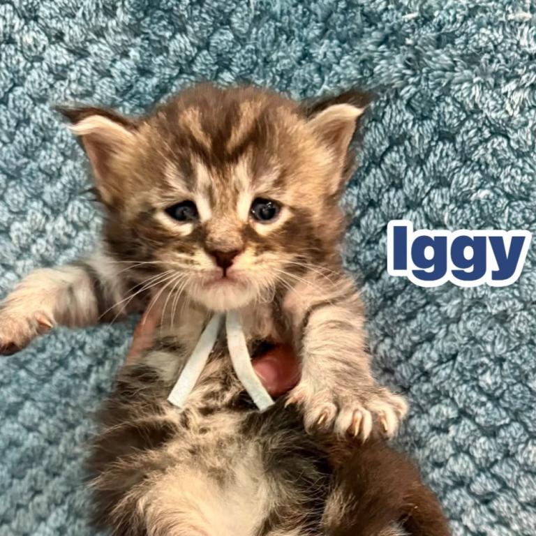 Iggy photo 1