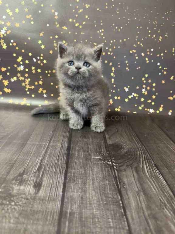 Vinchester Blue Solid British Shorthair Baby Boy photo 2