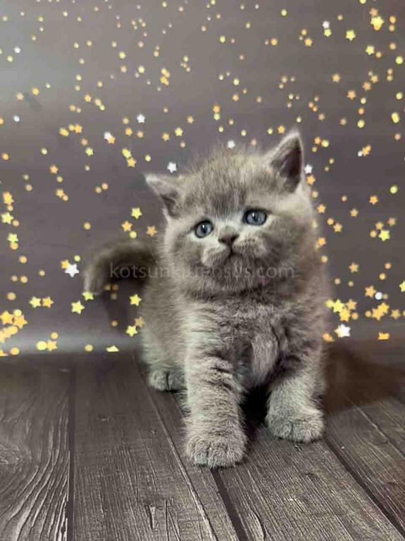 Vinchester Blue Solid British Shorthair Baby Boy photo 5