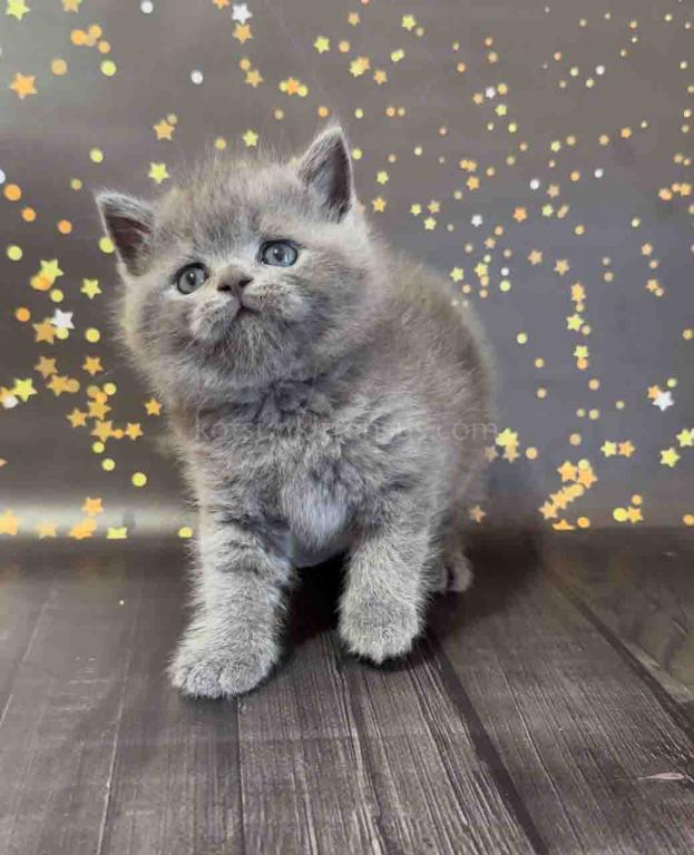 Vinchester Blue Solid British Shorthair Baby Boy photo 8