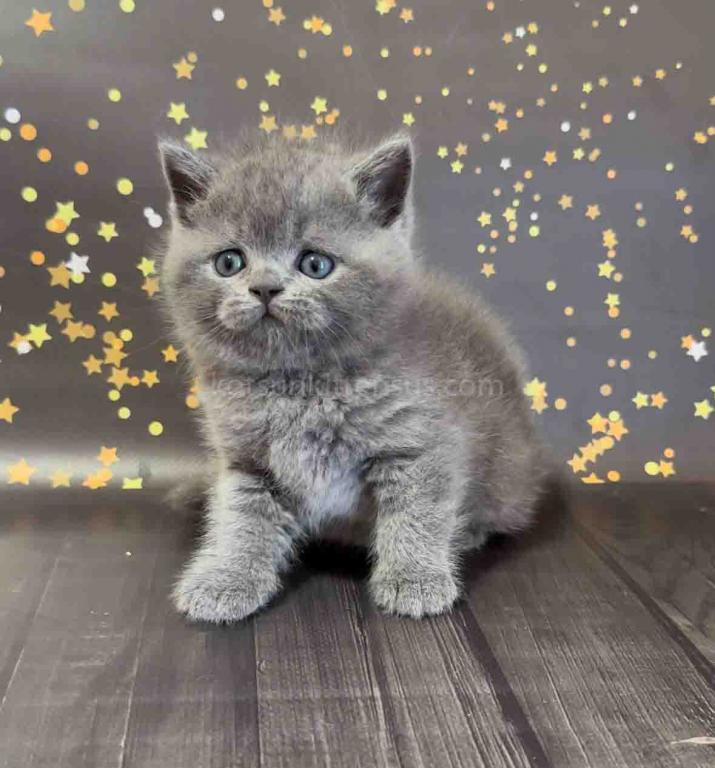 Vinchester Blue Solid British Shorthair Baby Boy photo 1