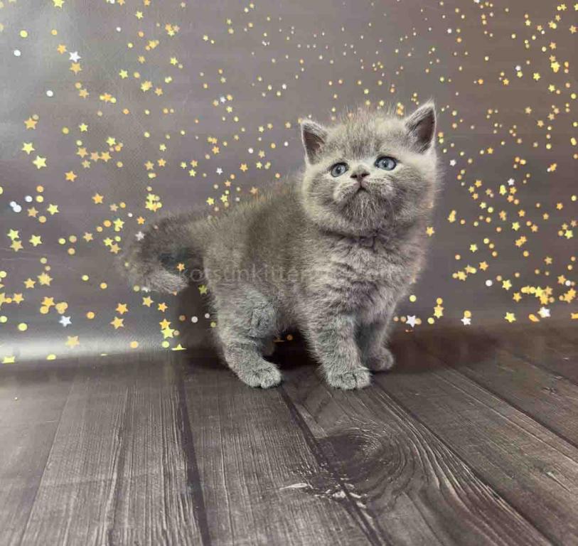 Vinchester Blue Solid British Shorthair Baby Boy photo 4