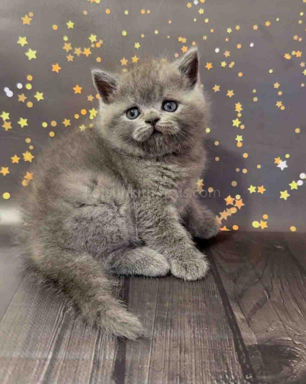Vinchester Blue Solid British Shorthair Baby Boy photo 6