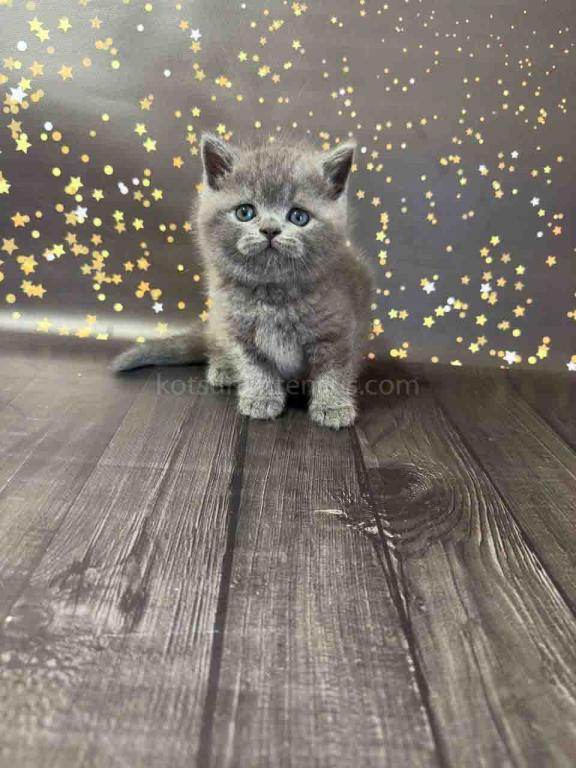 Vinchester Blue Solid British Shorthair Baby Boy photo 3