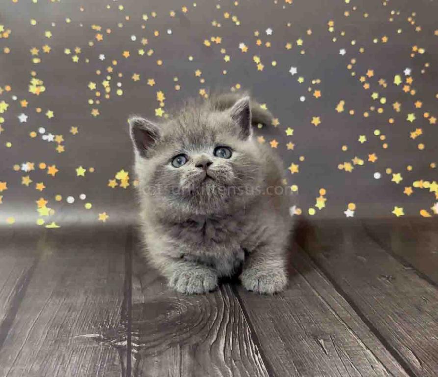 Vinchester Blue Solid British Shorthair Baby Boy photo 7