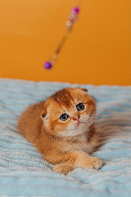 Vangog Scottish Fold Male photo 2