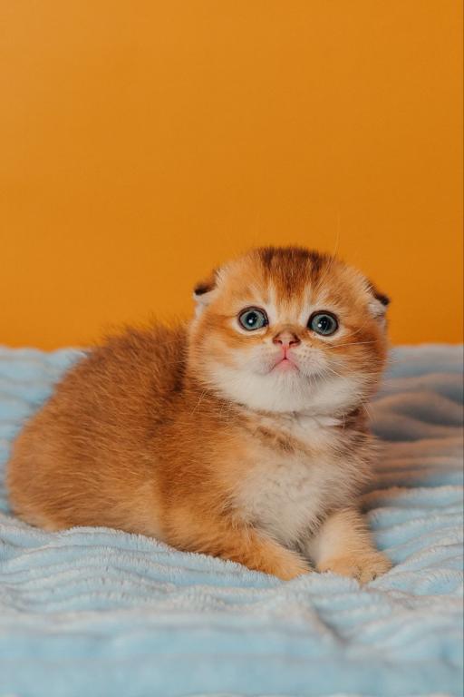 Vangog Scottish Fold Male photo 1