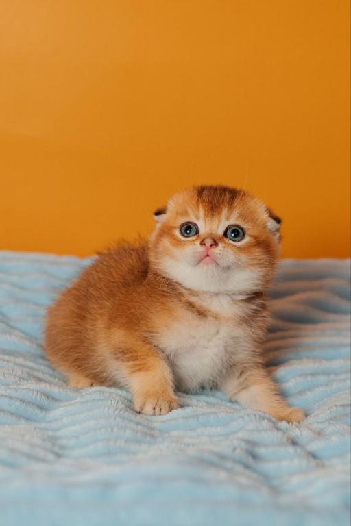 Vangog Scottish Fold Male photo 4
