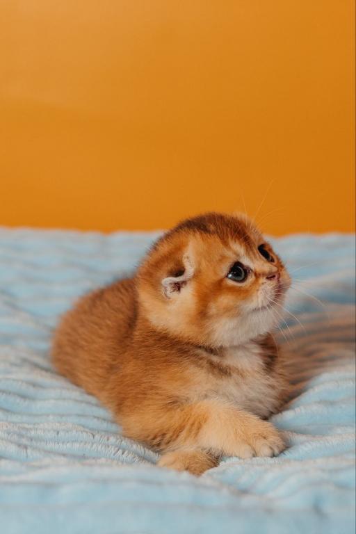 Vangog Scottish Fold Male photo 5