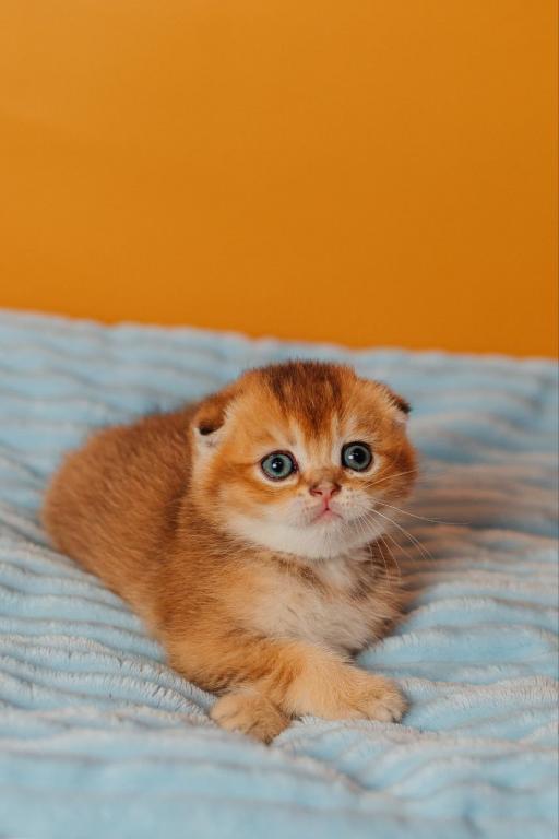 Vangog Scottish Fold Male photo 3